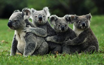 Koala fotografie, poze