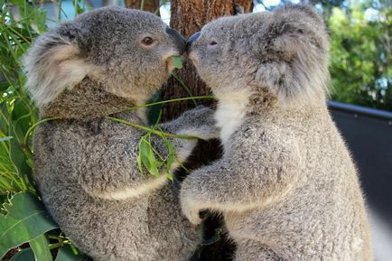 Koala fotografie, poze
