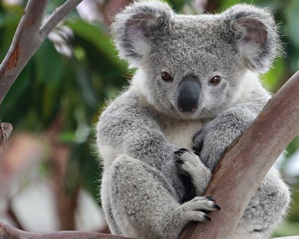 Koala fotografie, poze