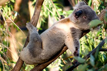 Koala fotografie, poze