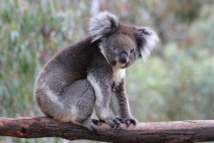 Koala fotografie, poze