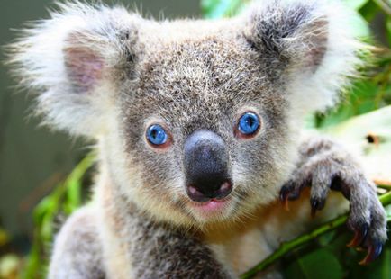 Koala photo koalas