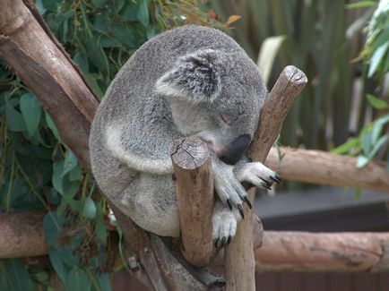 Koala photo koalas