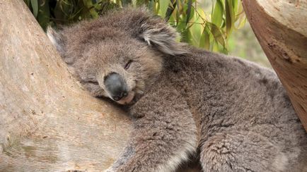 Koala photo koalas