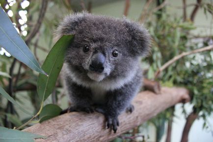 Koala photo koalas