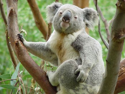 Koala photo koalas