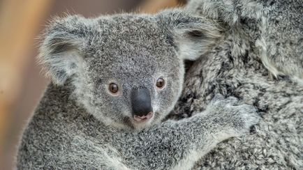 Koala photo koalas