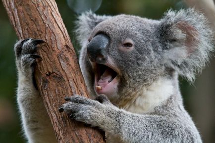 Koala kép koala