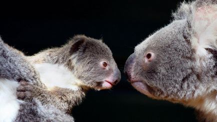 Koala photo koalas