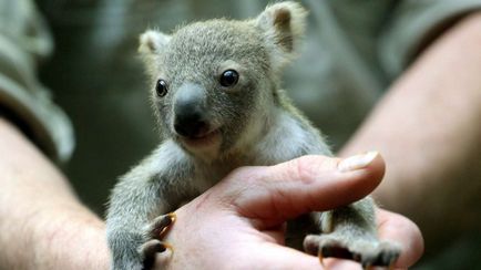 Koala photo koalas