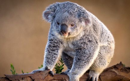 Koala photo koalas