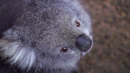 Koala photo koalas