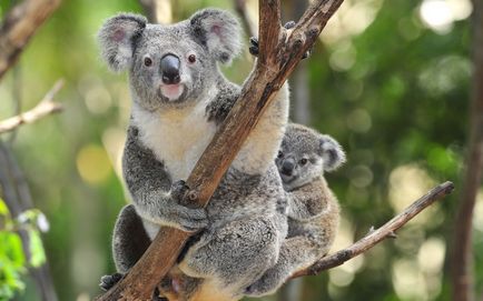 Koala kép koala