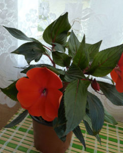 Balsam de floare de interior, wank wet, descriere, cultivare
