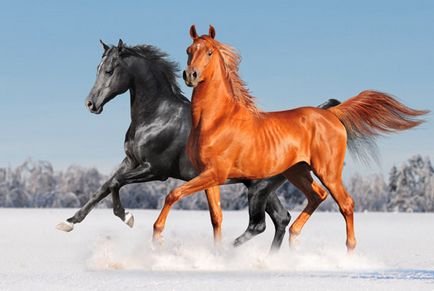 Calul este în mitologia slavei (doar lumea)