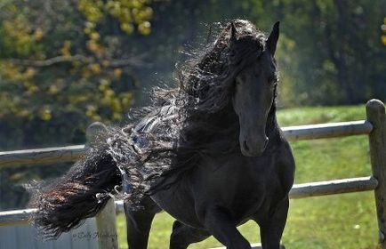 Кінь в слов'янської міфології - сайт про коней