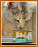 Alimente pentru pisici - aur gourmet
