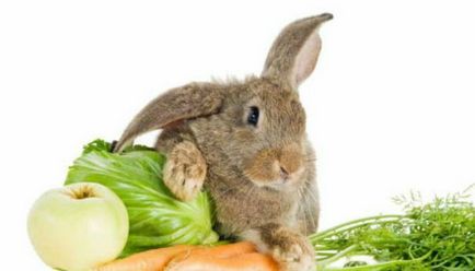 Годування кроликів, або яким повинен бути правильний раціон домашніх зайців, домашні тварини