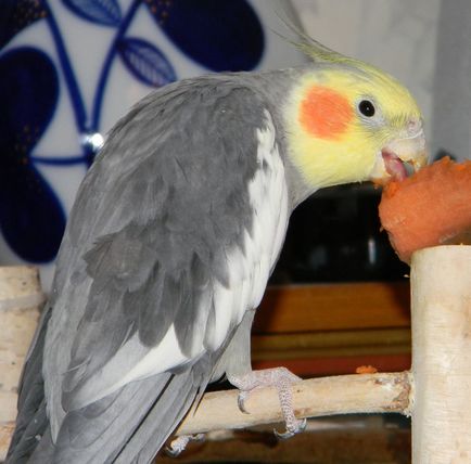 papagájok etetése cockatiel - papagáj cockatiel
