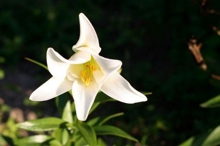 Royal hibrid hârtie floare fotografie, caracteristică, valoare, plantare și îngrijire, video