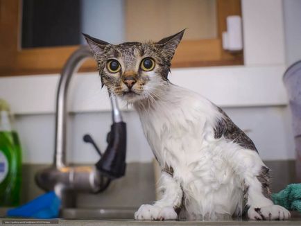 O pisica vrea o pisica sa faca ceea ce incepe sa ceara, la ce varsta, cate zile