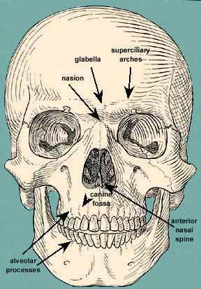 Craniometria sau modul de măsurare a craniului corect