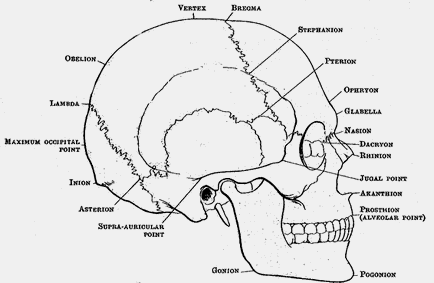 Craniometria sau modul de măsurare a craniului corect