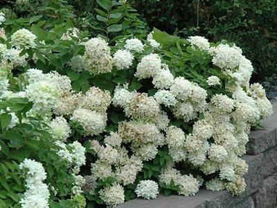 Frumusețe hortensie paniculate grandiflora