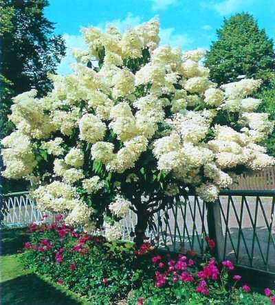 Beauty Hortenzia paniculata grandiflora