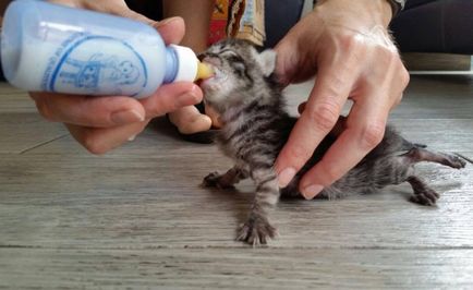 Крихітний немовля кошеня здивував сім'ю, з'явившись у їх порогу