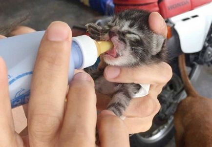 Крихітний немовля кошеня здивував сім'ю, з'явившись у їх порогу