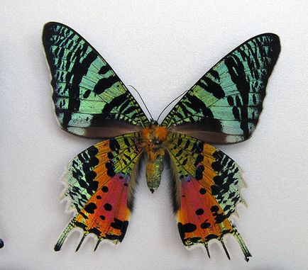 Cine a pictat fluturele