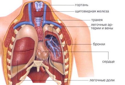 CT a organelor toracice - care arată un record al studiului