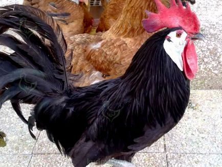 Csirkék spanyol halálsápadt