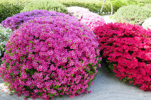 Чагарники квітучі все літо зимостійкі декоративні рослини для Підмосков'я, фото з назвами