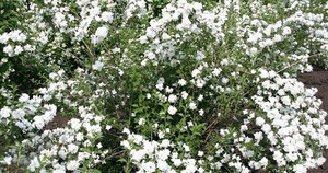 Чагарники квітучі все літо зимостійкі декоративні рослини для Підмосков'я, фото з назвами
