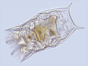 Lucrarea de laborator privind clasa 7 a biologiei