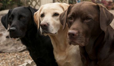 Labrador retriever képzés és oktatás