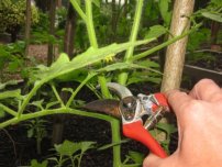 Modul simplu de a cultiva vinete, grădinar (fermă)