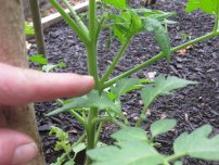 Легкий спосіб вирощування баклажанів, городник (садиба)