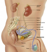 Medicamente pentru prostatita Cialis