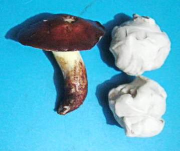 ліплення грибів