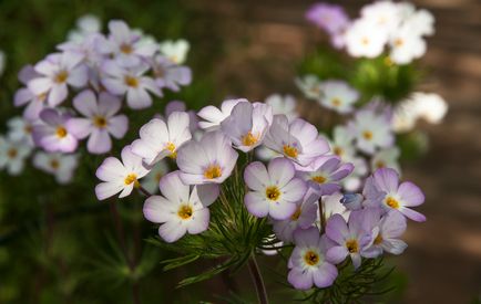 Leptosifon margele de sămânță fotografie, semințe de creștere, plantare și de îngrijire