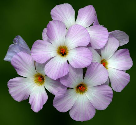 Leptosifon margele de sămânță fotografie, semințe de creștere, plantare și de îngrijire