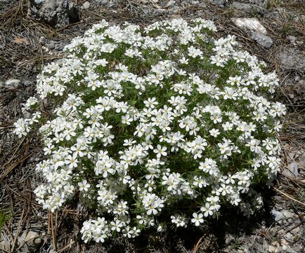 Leptosifon margele de sămânță fotografie, semințe de creștere, plantare și de îngrijire