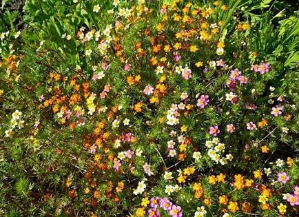 Leptosifon margele de sămânță fotografie, semințe de creștere, plantare și de îngrijire