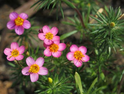 Leptosifon margele de sămânță fotografie, semințe de creștere, plantare și de îngrijire