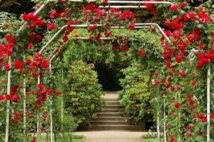 Lianas pentru grădină decorative perene și anuale sau fructifying
