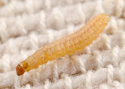 Molea larva fotografie, descriere, rău și beneficii