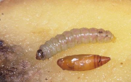 Molea larva fotografie, descriere, rău și beneficii